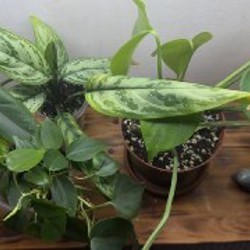 Аглоэнема - фото 3