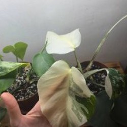 Аглоэнема - фото 4