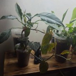 Аглоэнема - фото 5