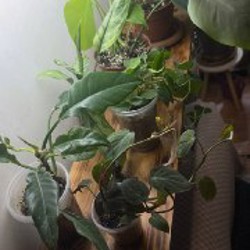 Аглоэнема - фото 6