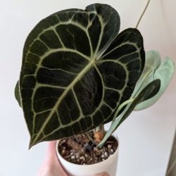 Антуриум - фото 1