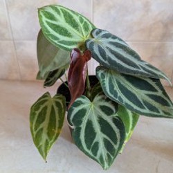 Антуриум - фото 2