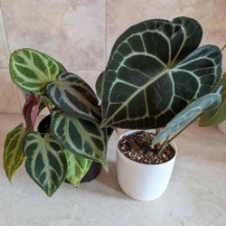 Антуриум - фото 3