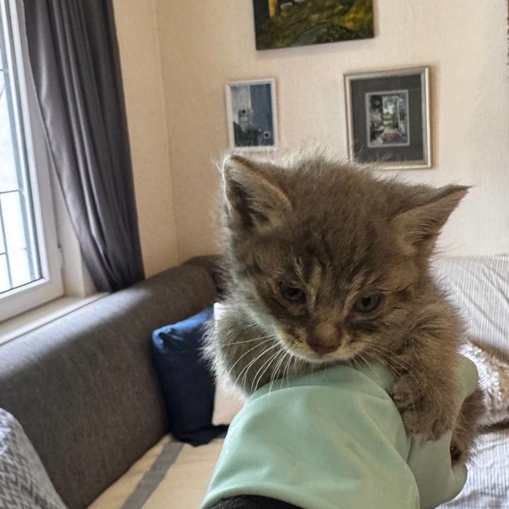 Котенок