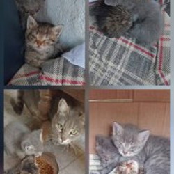 Котенок - фото 2