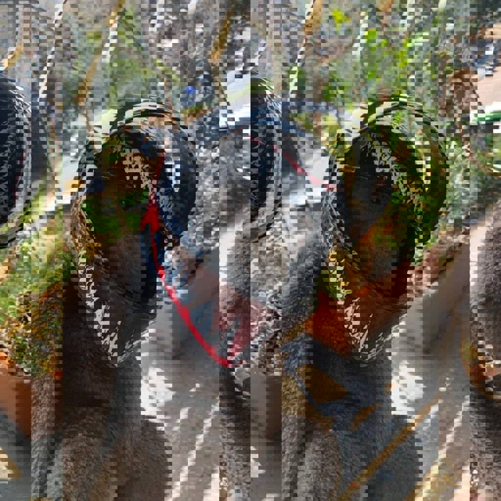 Каска для маленьких животных