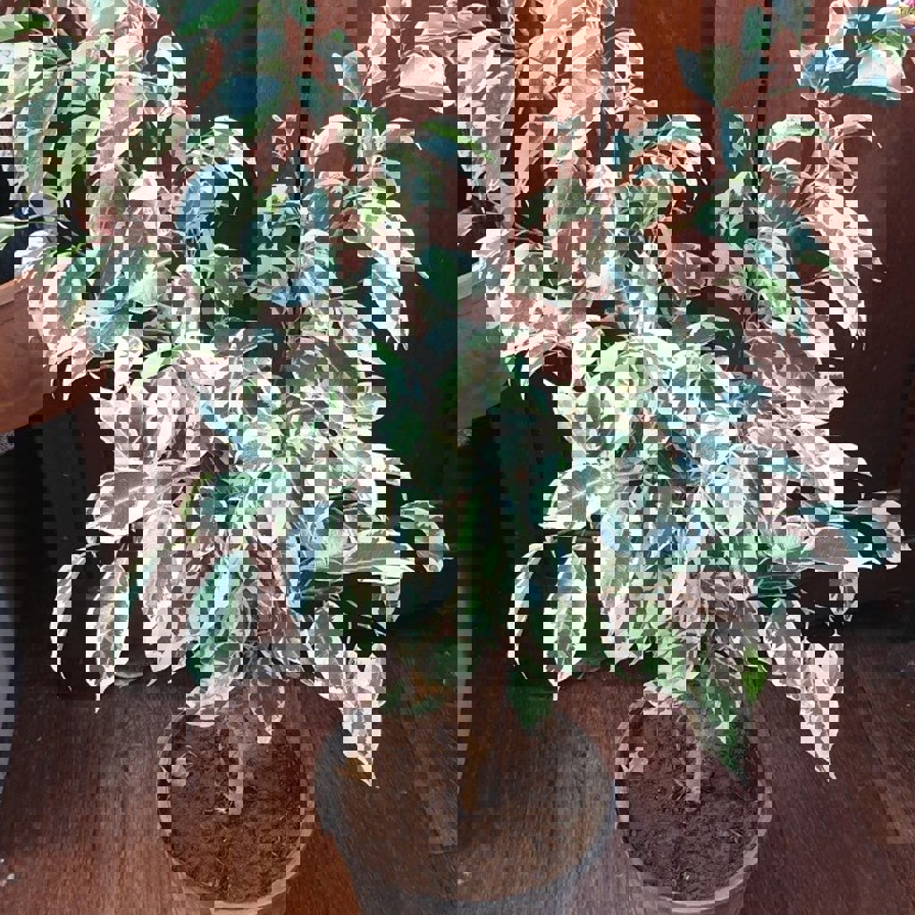 Фикус бенжамина зелёный