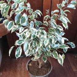 Фикус бенжамина зелёный - фото 1