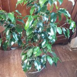 Фикус бенжамина зелёный - фото 2