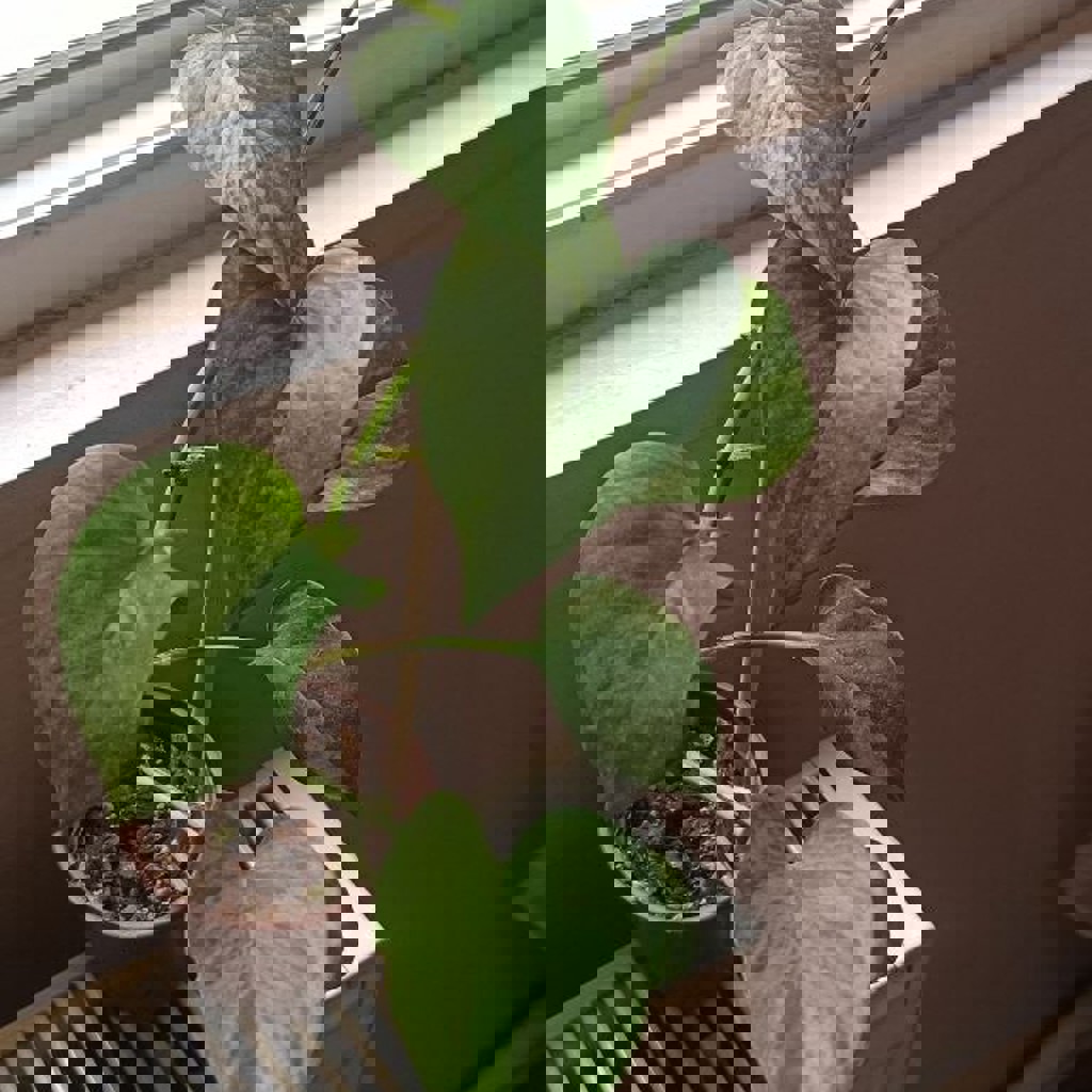 Эпипренум golden pothos