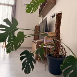 Монстера - фото 2