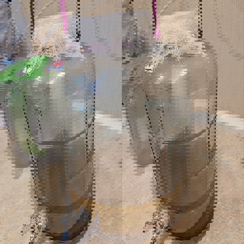 Чайный гриб (комбуча)