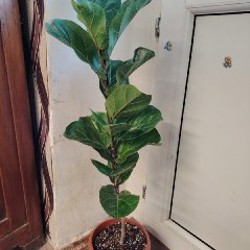 Бамбино - фото 1