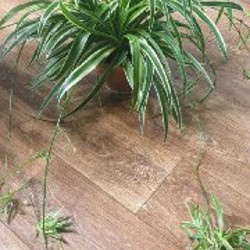 Бамбино - фото 2