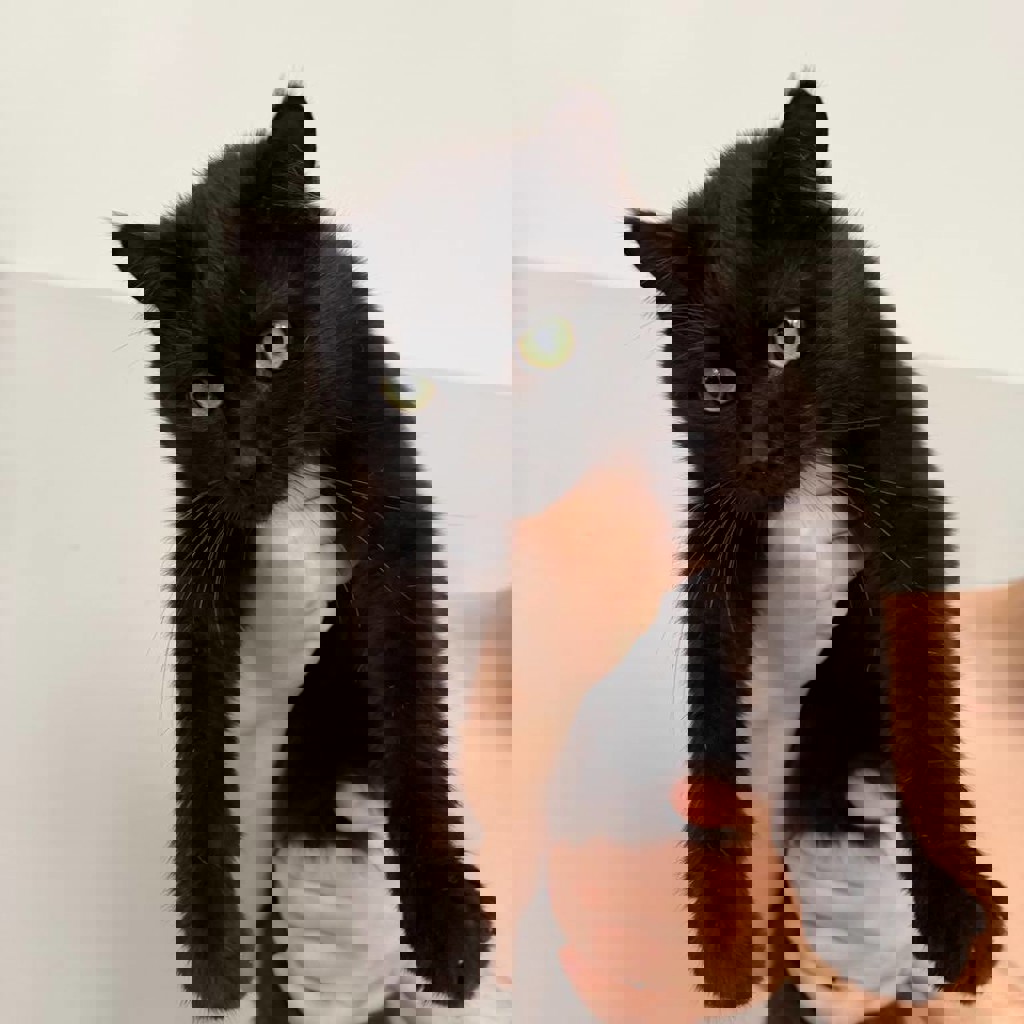 Черная пантера с моторчиком