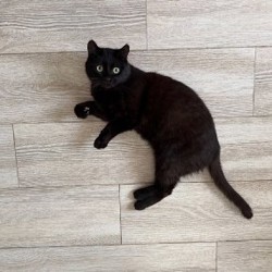 Черная пантера с моторчиком - фото 2