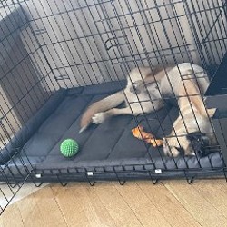 Клетка для собак - фото 2