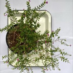 Куфея - фото 1