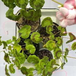 Куфея - фото 2