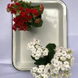 Куфея - фото 3