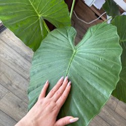 Алоказия - фото 2