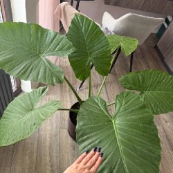 Алоказия - фото 3