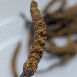 Кардицепс - фото 2