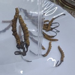 Кардицепс - фото 3