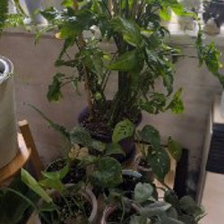 Монстера - фото 1