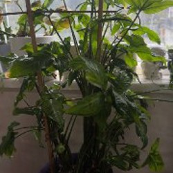 Монстера - фото 2