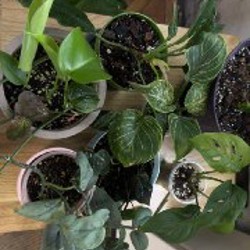 Монстера - фото 3