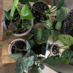 Монстера - фото 4