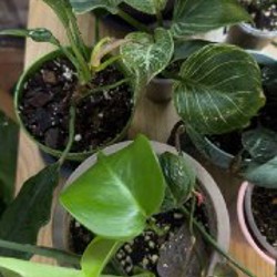 Монстера - фото 5