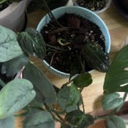 Монстера - фото 6