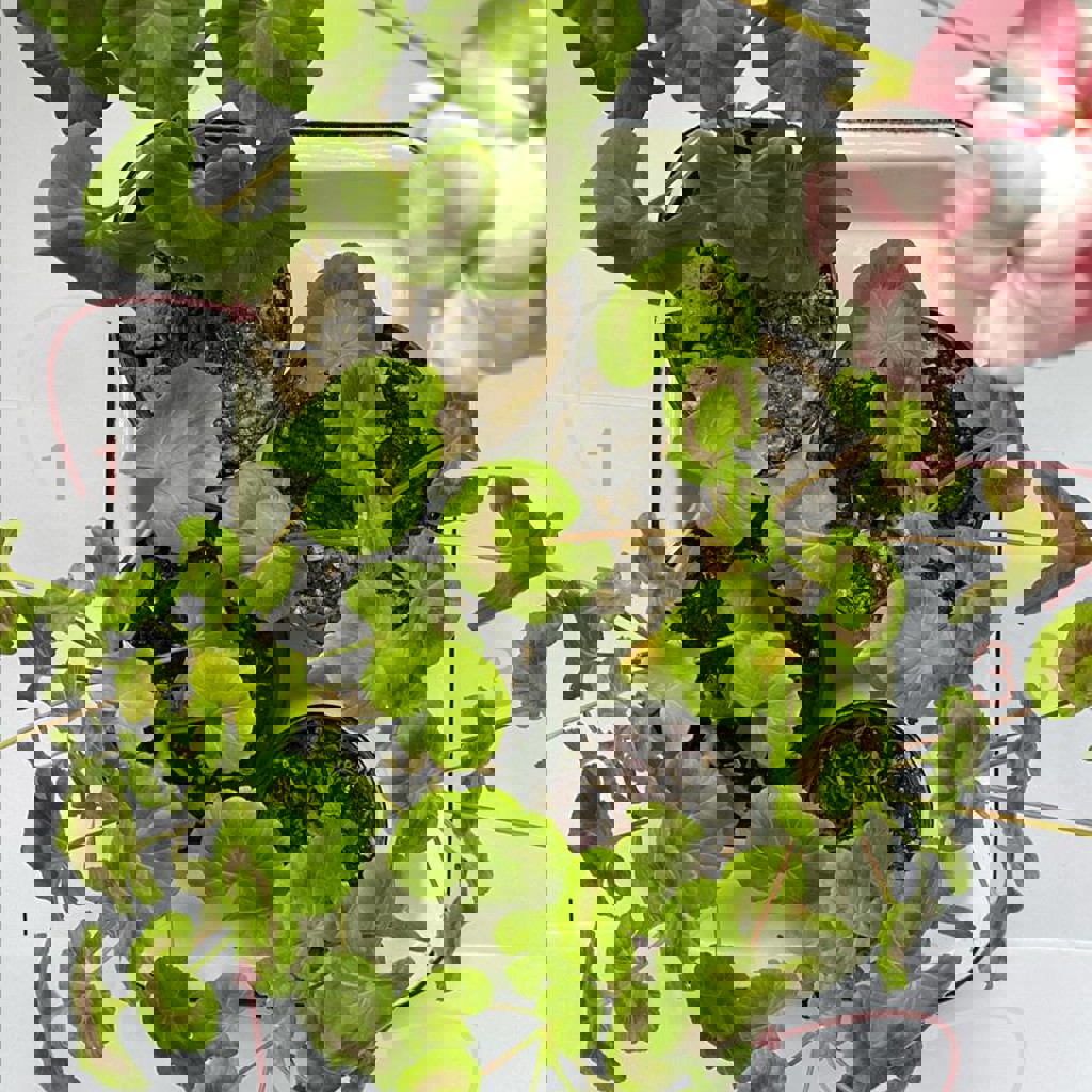 Пеларгония Pinto premium F1 WHITE to ROSE