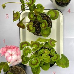 Пеларгония Pinto premium F1 WHITE to ROSE - фото 2