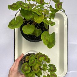 Пеларгония Pinto premium F1 WHITE to ROSE - фото 3