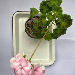 Пеларгония Pinto premium F1 WHITE to ROSE - фото 4