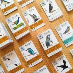 Wingspan (Крылья) - фото 2