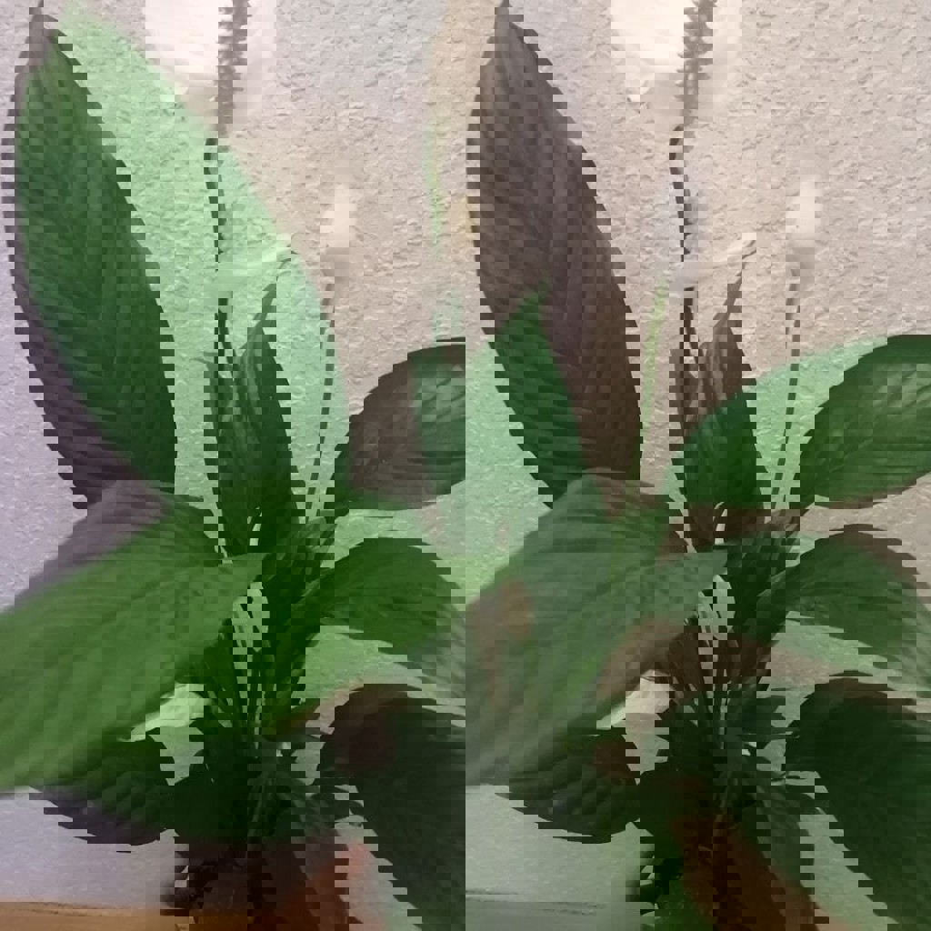 Спатифиллюм