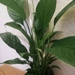 Спатифиллюм - фото 2