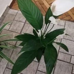 Спатифиллюм - фото 3