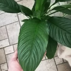 Спатифиллюм - фото 4