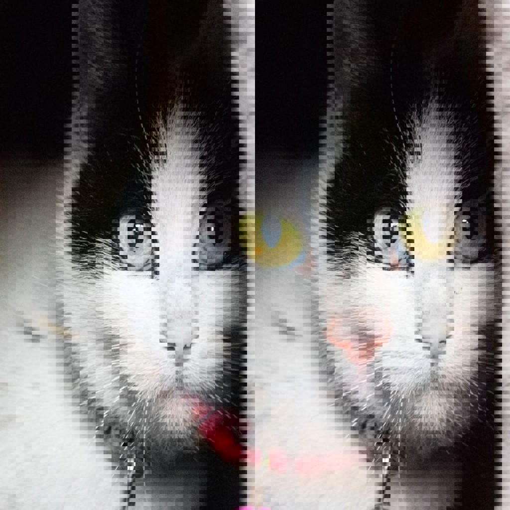 Кошечка Булка