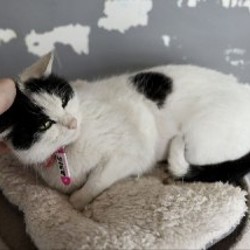 Кошечка Булка - фото 2