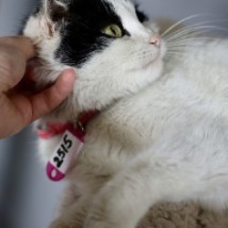 Кошечка Булка - фото 3