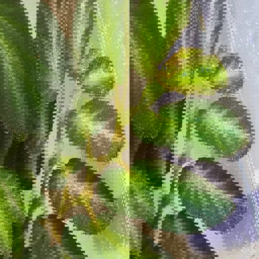 Бегония тельма