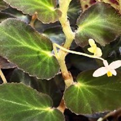 Бегония тельма - фото 2