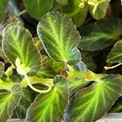 Бегония тельма - фото 3