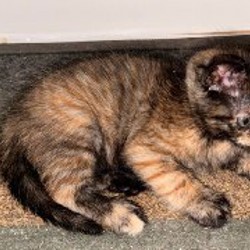 Кошки - фото 1